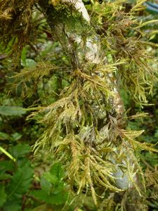 Tahiti-Fare-Mato-13 dec 2013-Hypnodendron sp.