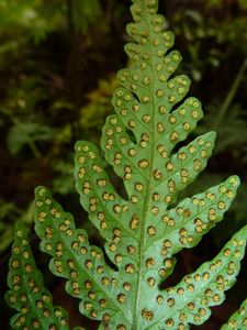 Tahiti-Marau-10 dec 2013-fronde fertile Tectaria sp.
