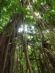 Moorea-Vaianae-19 mai 2014-Ficus prolixa racines
