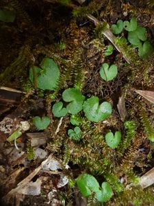 Nlle Calédonie-Mt Mou-23 nov 2014-Corybas sp.
