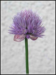 Allium.jpg