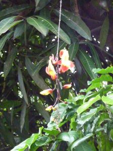 liane-orchidee.jpg