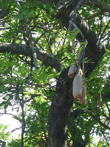 arbre JE à saucisses