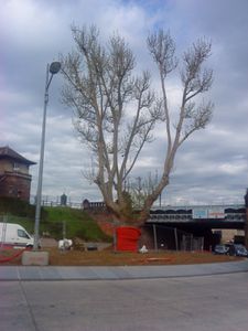 arbre en pot 30 avril 2012 001