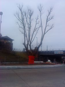 arbre--17-fevrier-2012-003.JPG
