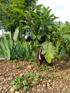 1-Aubergines-2011-08-21.JPG
