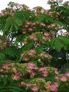 albizia tres petite