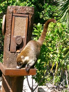 VACANCES-2009-AKUMAL-MEXIQUE-020.jpg