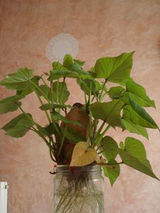 DSC05726