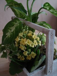 DSC00111.JPG