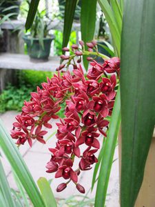 Jardin-des-orchidees-6184.JPG