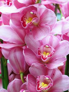 Jardin-des-orchidees-6195.JPG