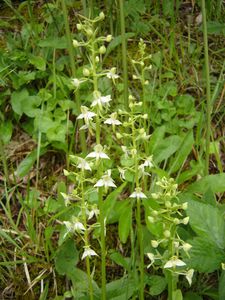 orchis à deux feuilles2