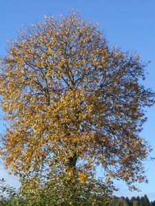 arbre-070