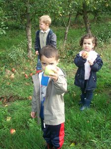 chouette des pommes 2