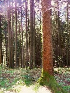 30 des forêts majestueuses