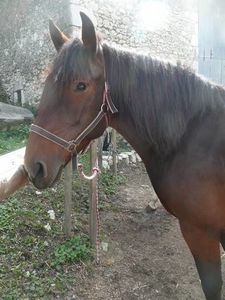 laurada aux yeux velours