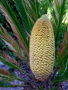 cycas revoluta