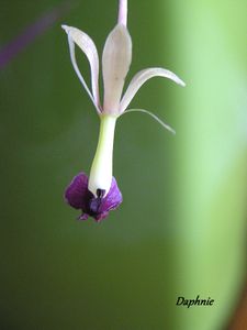 Epidendrum antonense (3)
