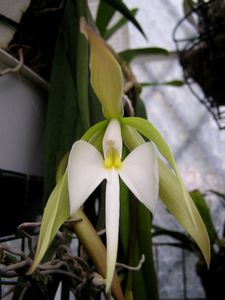 Epidendrum-falcatum--3-.JPG