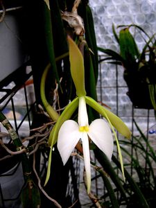 Epidendrum-falcatum--4-.JPG