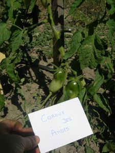 tomates-juillet-2011-011-copie-1.jpg