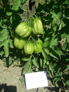 tomates-juillet-2011-013.jpg