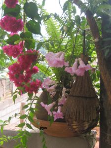 nouveau-jardin-5297.JPG