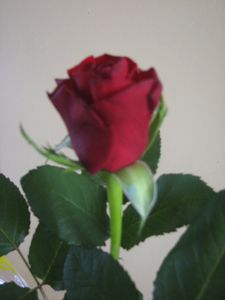 2011.03.6-Fete-gr-mere-garcons2.jpg