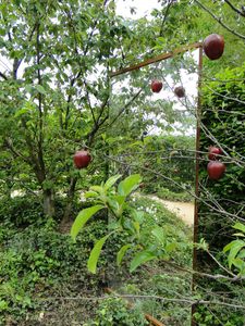 25 reflet de pommes