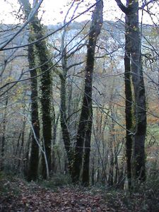 arbres.JPG