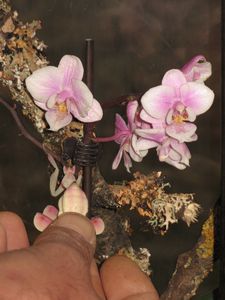 Abel-Orchidees-Phasmes-2010 5531