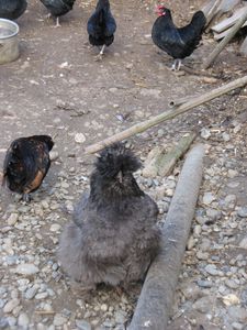 Lestelle-2011-pigeons-. 6640