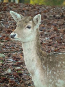 DSCN1528.JPG