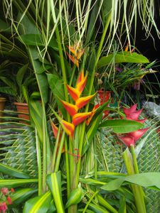 Les fleurs exotiques de la Nouvelle Calédonie - Aventure sur la terre en  famille