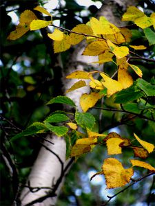 2010 08 25 (05) - Automne