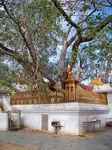 Anuradhapura (48)