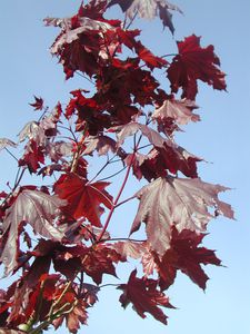 Acer-pourpre.JPG