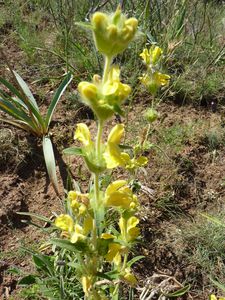 Phlomis lychnite -juin12-Mayronnes