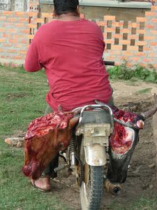 00114-Matadero-Reyes-Transporte.JPG