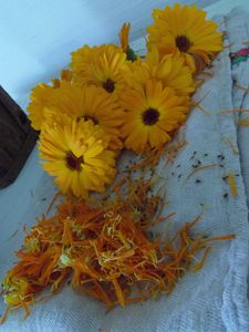 calendula-001.JPG