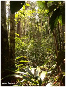 Amazonie EcoPark 12