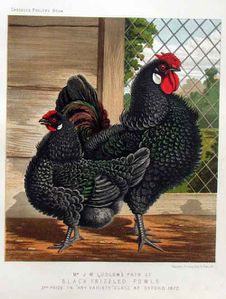 frizzle-J. W. Ludlow 1873