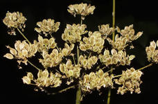 APIACÉES - Berce sphondyle (Heracleum sphondylium) - Grain