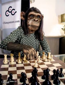 Chimpanze-femme-echecs.jpg