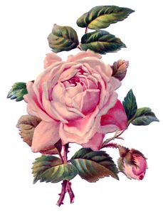 pink-rosevintageimage-Graphics-Fairy2.jpg