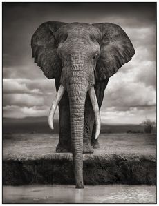 1-Elephant-Drinking.jpg