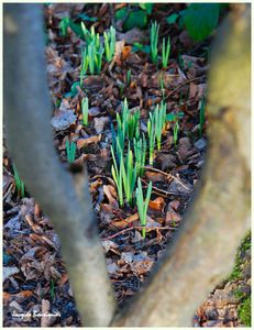 Premieres jonquilles 2011 Foret Halatte e