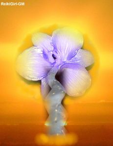 Orchidée sur fond jaune-RG-GM