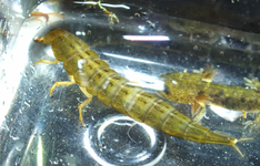 Dytiscidae-Dytique-larve-20140207-Mare-Chantier-2013